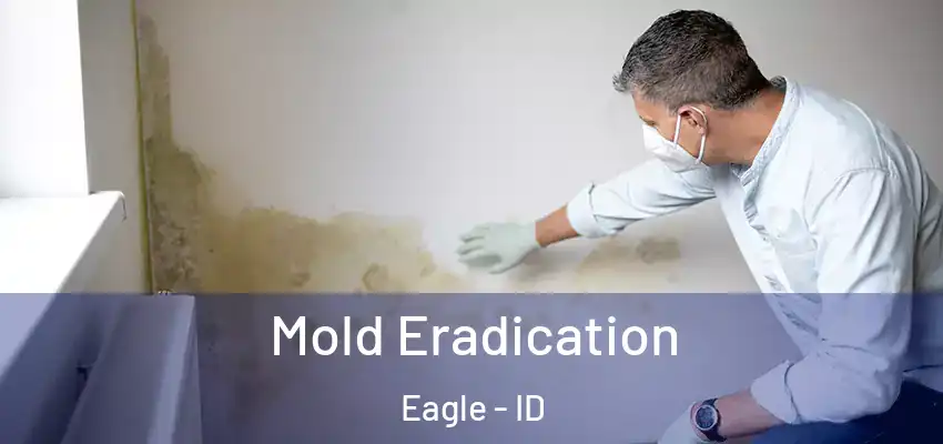  Mold Eradication Eagle - ID