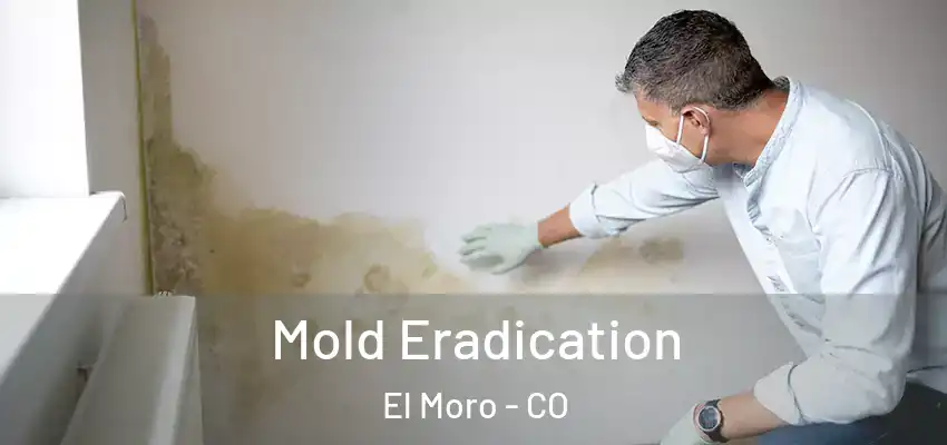 Mold Eradication El Moro - CO