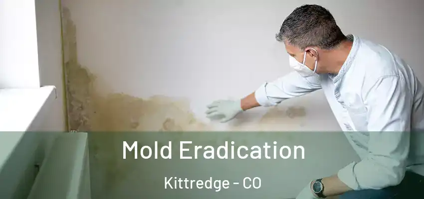 Mold Eradication Kittredge - CO