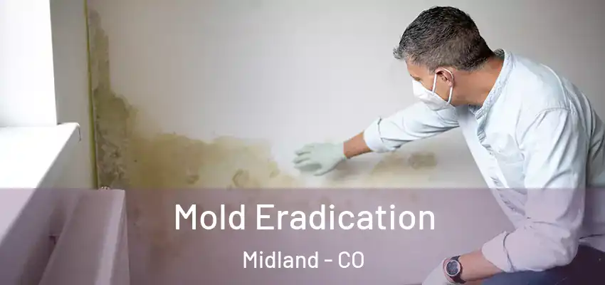 Mold Eradication Midland - CO