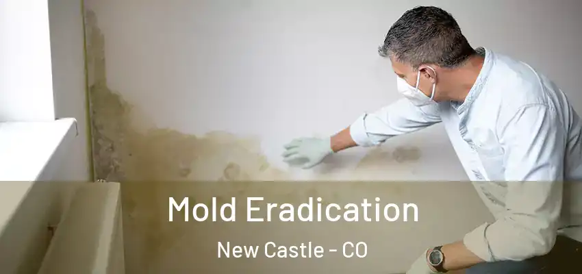 Mold Eradication New Castle - CO
