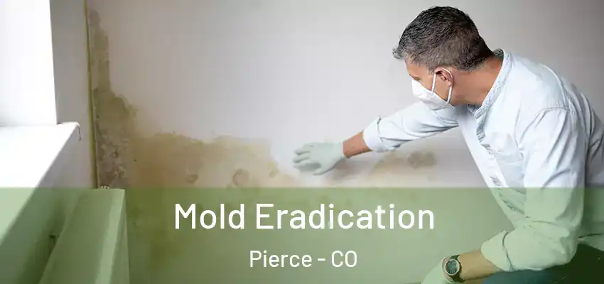 Mold Eradication Pierce - CO