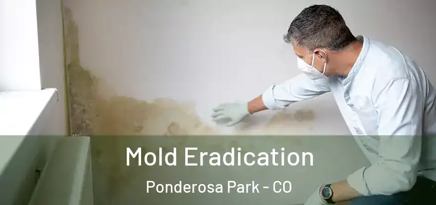  Mold Eradication Ponderosa Park - CO