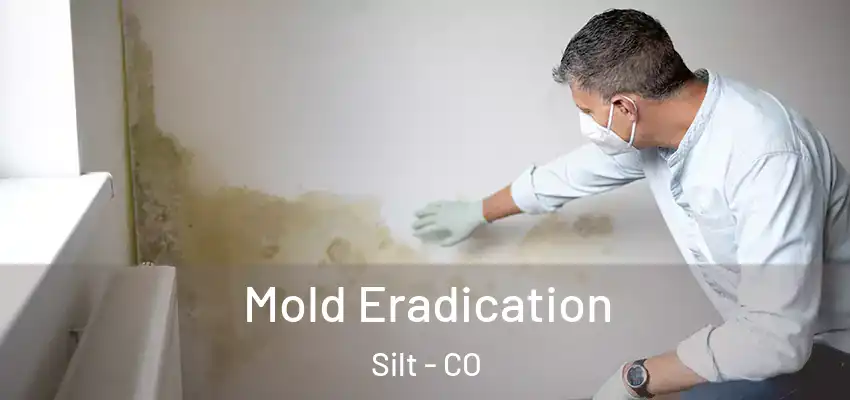 Mold Eradication Silt - CO