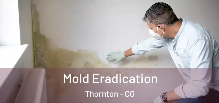Mold Eradication Thornton - CO