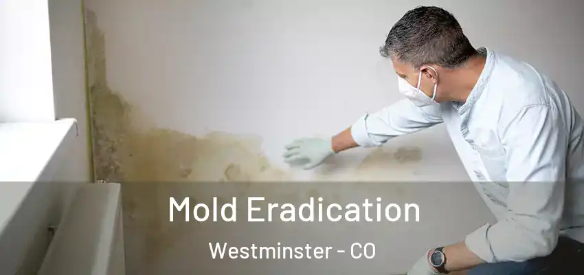 Mold Eradication Westminster - CO