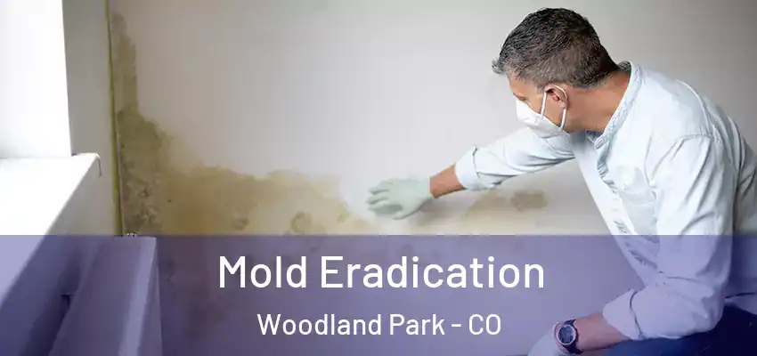 Mold Eradication Woodland Park - CO