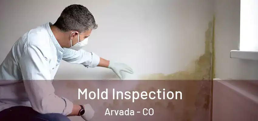  Mold Inspection Arvada - CO