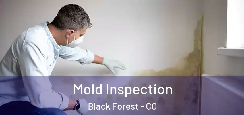  Mold Inspection Black Forest - CO