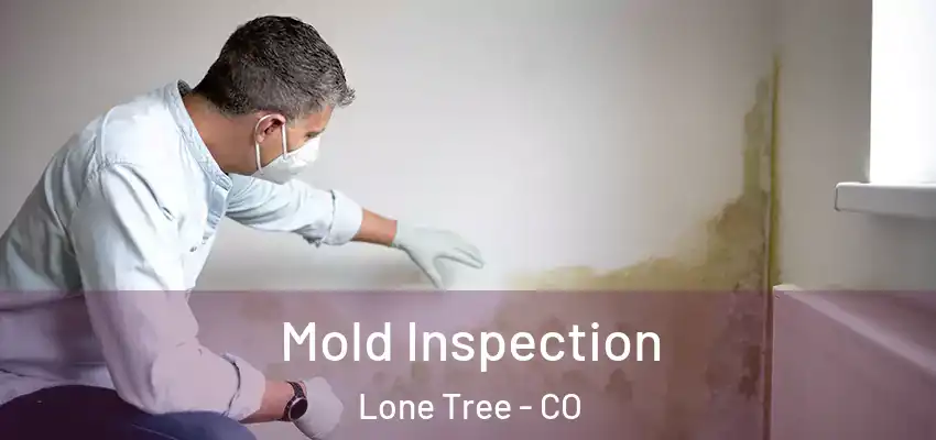 Mold Inspection Lone Tree - CO