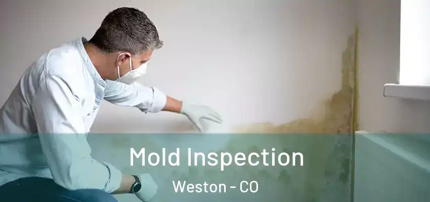  Mold Inspection Weston - CO