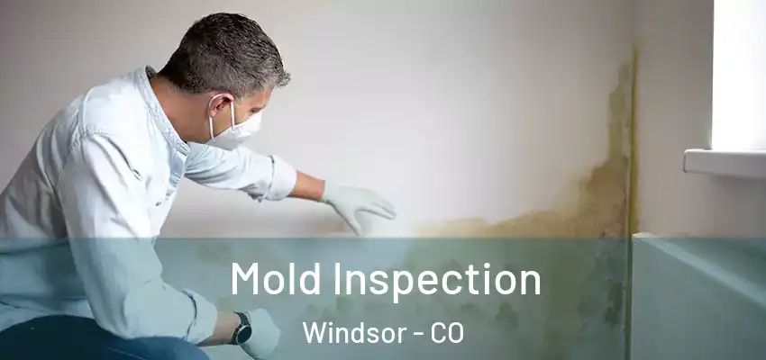Mold Inspection Windsor - CO