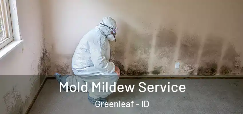  Mold Mildew Service Greenleaf - ID