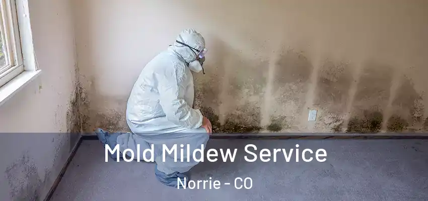 Mold Mildew Service Norrie - CO