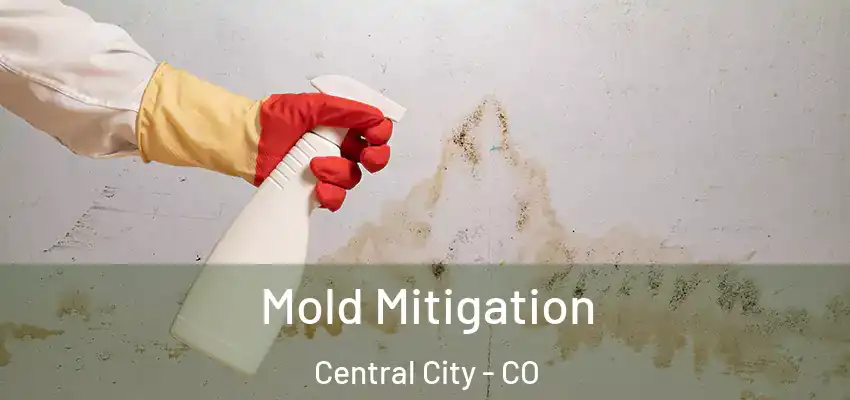  Mold Mitigation Central City - CO