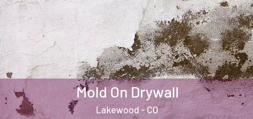  Mold On Drywall Lakewood - CO