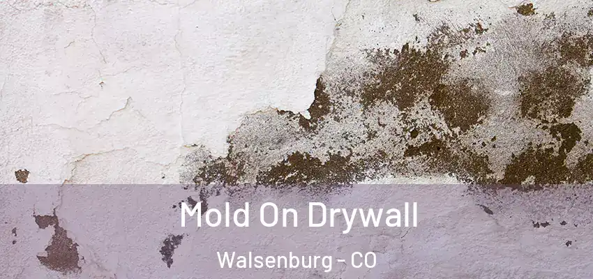  Mold On Drywall Walsenburg - CO