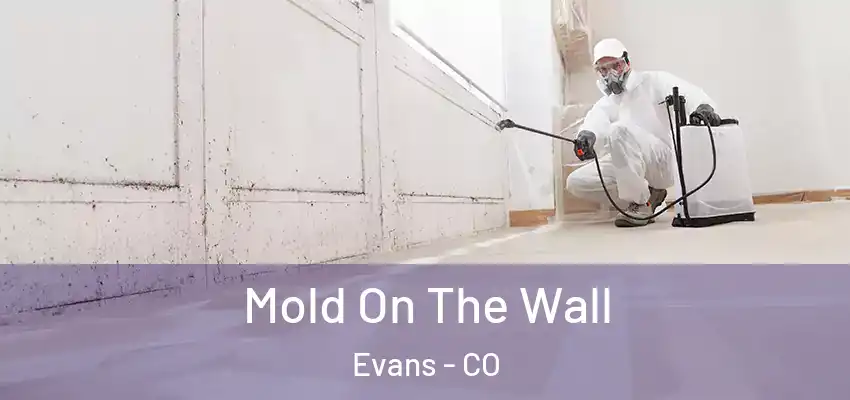 Mold On The Wall Evans - CO