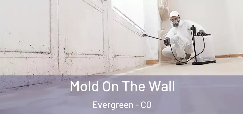  Mold On The Wall Evergreen - CO