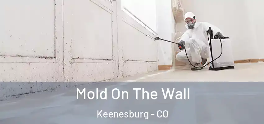  Mold On The Wall Keenesburg - CO