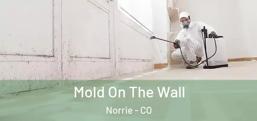 Mold On The Wall Norrie - CO