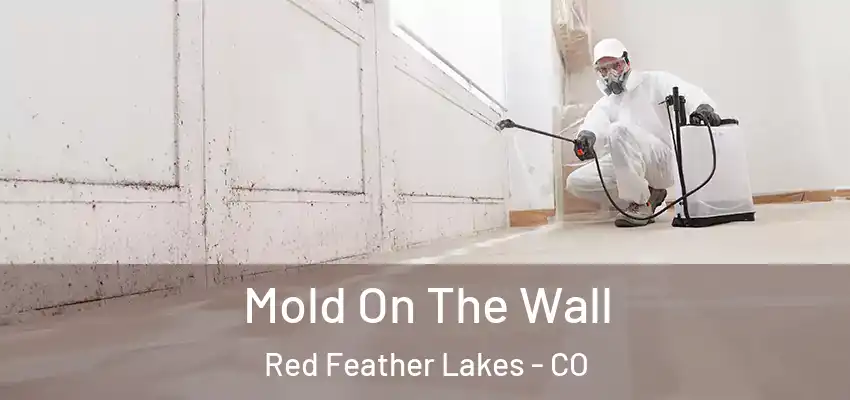 Mold On The Wall Red Feather Lakes - CO
