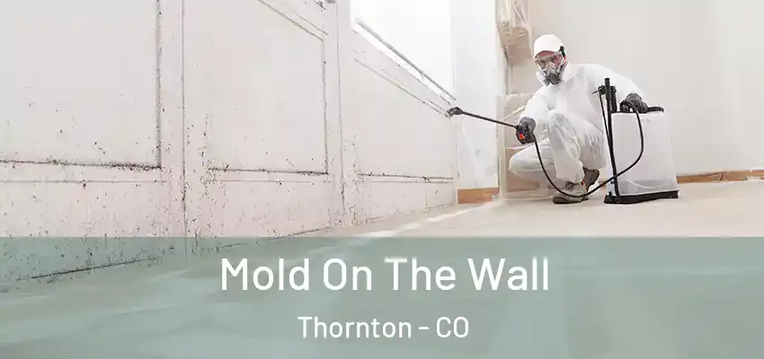 Mold On The Wall Thornton - CO