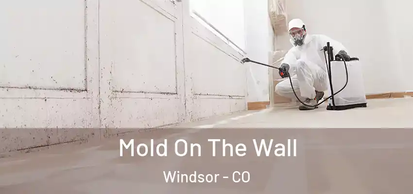  Mold On The Wall Windsor - CO