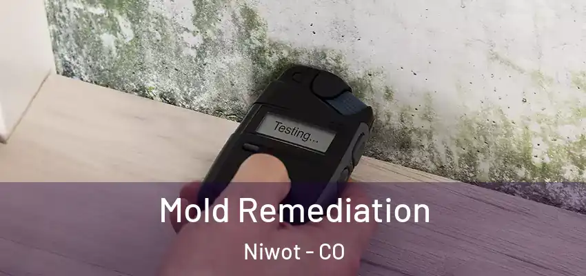  Mold Remediation Niwot - CO