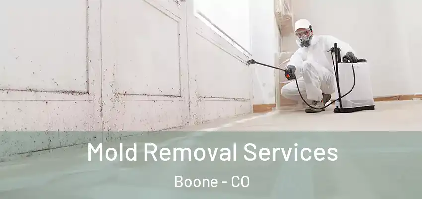  Mold Removal Services Boone - CO