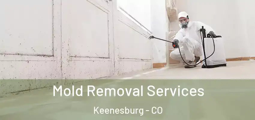  Mold Removal Services Keenesburg - CO