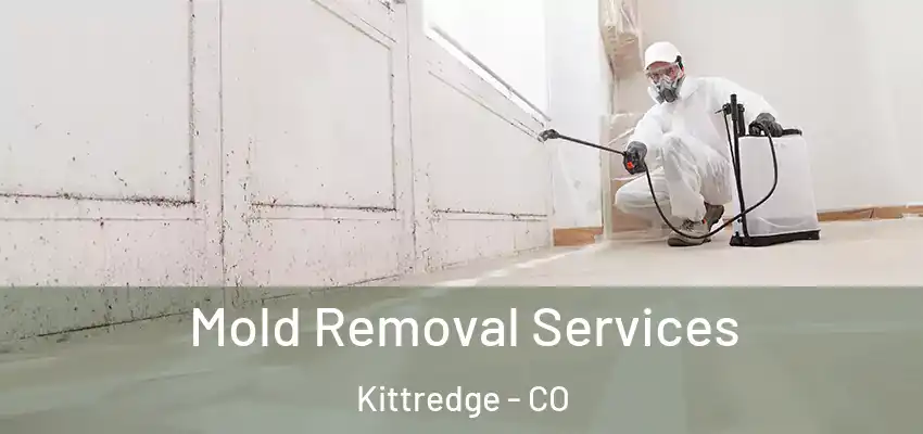  Mold Removal Services Kittredge - CO