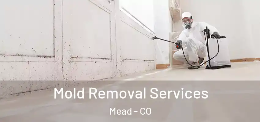 Mold Removal Services Mead - CO
