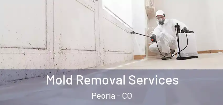  Mold Removal Services Peoria - CO