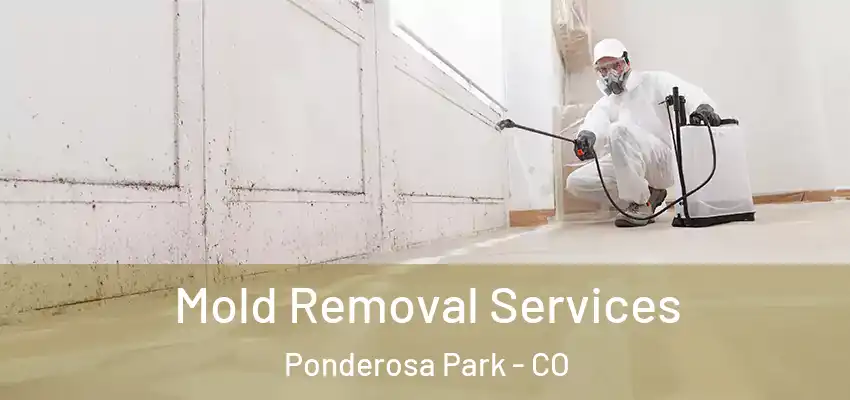 Mold Removal Services Ponderosa Park - CO