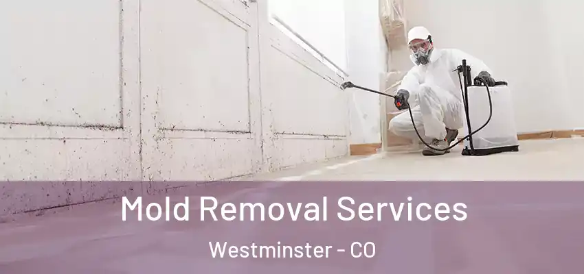 Mold Removal Services Westminster - CO