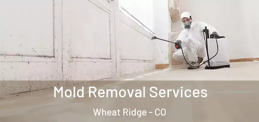 Mold Removal Services Wheat Ridge - CO